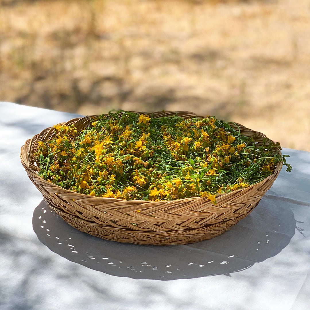 St. John's Wort flowers drying in the summer sun.