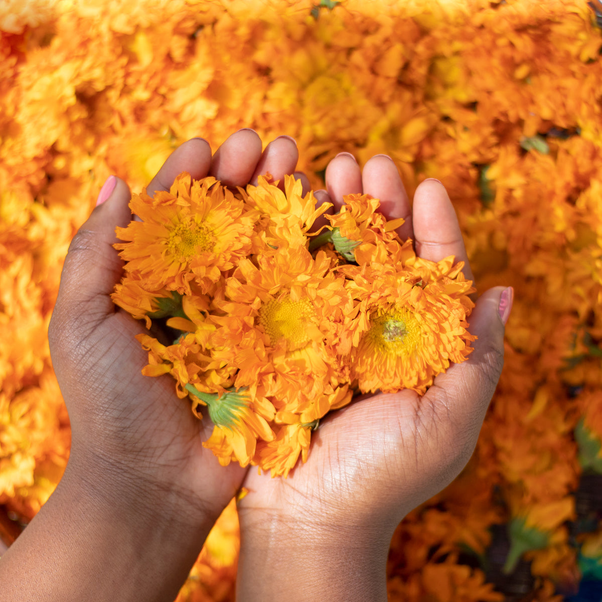 Bright orange organic Calendula flowers being held